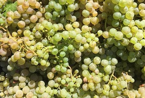 Weingut Batterieberg - 3