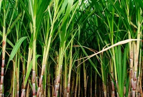 Photo of partner producer Zacapa