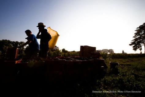 Domaine Adélie - Albert Bichot - 4