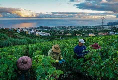 Photo of partner producer Suertes del Marqués