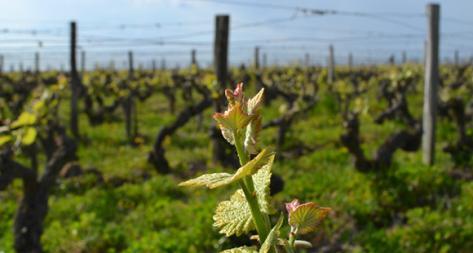 Photo principale du domaine