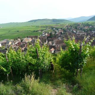 Domaine Trapet - 3