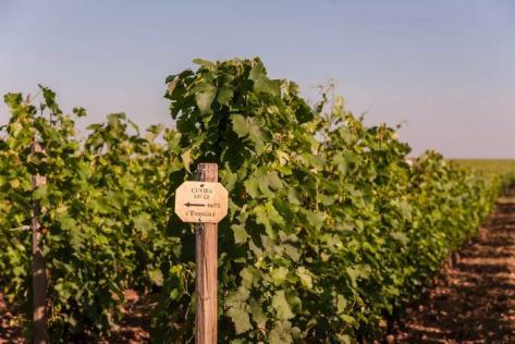 Foto della tenuta - Château l'Évangile