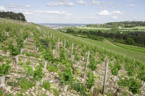 Photo of partner producer Domaine de La Cras - Marc Soyard