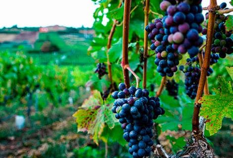 Suertes del Marqués - 4