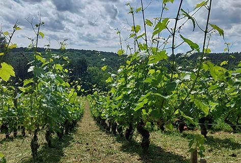 Domaine Briotet d'Aprigny - 4