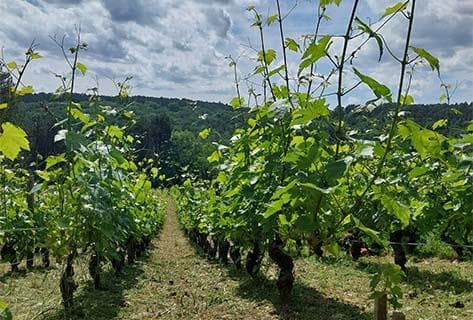 Domaine Briotet d'Aprigny - 4