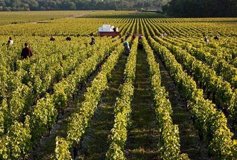 Domaine De Chevalier - 4