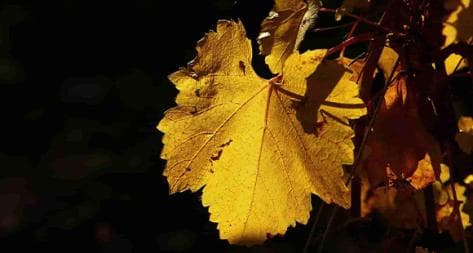 Photo principale du domaine