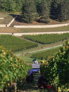Foto della tenuta - Château Laroque
