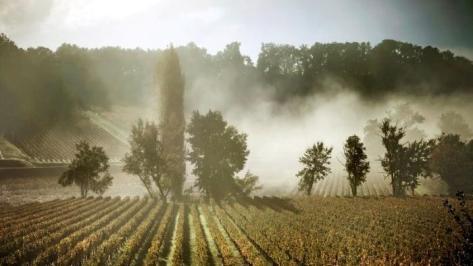 Château Tauzinat-l'Hermitage - 4