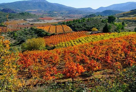 Photo of partner producer Maxime Magnon