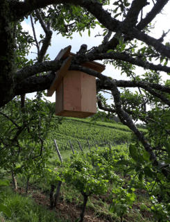 Domaine Pignier - 3