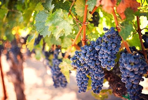 Domaine des Marnes Blanches - 2