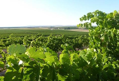Foto della tenuta - Cantalapiedra Viticultores