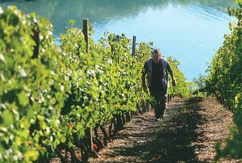 Foto della tenuta - Yves Cuilleron