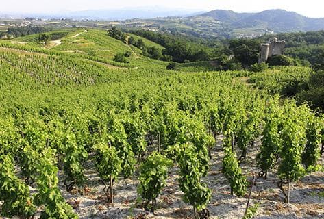 Foto della tenuta - Julien Cecillon