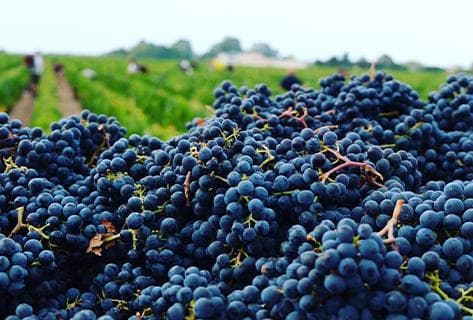 Foto della tenuta - Château Léoville Barton