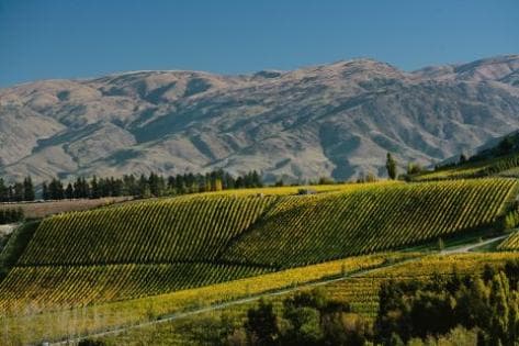 Burn Cottage Vineyard - 2