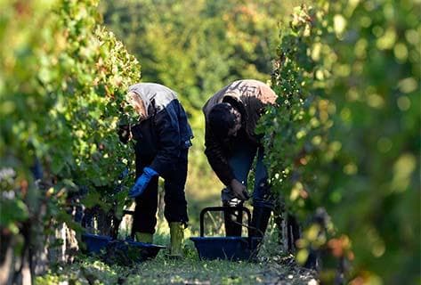 Château Carbonnieux - 3
