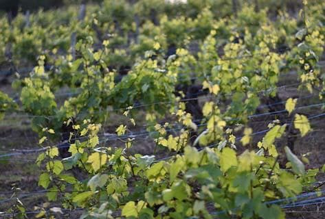 Foto della tenuta - Fumey-Chatelain