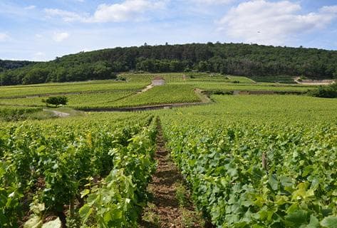 Domaine Georges Mugneret-Gibourg - 3