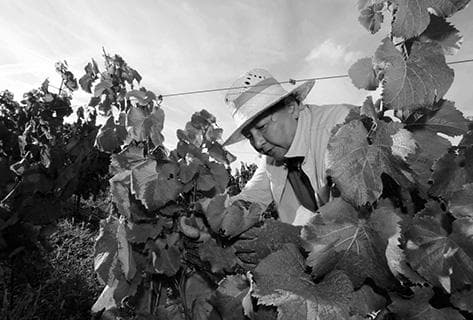 Laroque d'Antan (Domaine) - 3