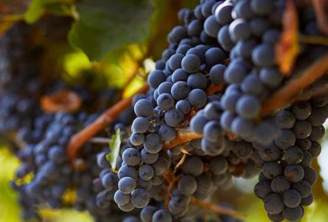 Photo of partner producer Dubuet Boillot