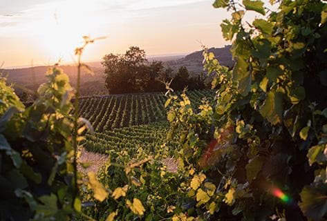 Foto della tenuta - Domaine des Marnes Blanches