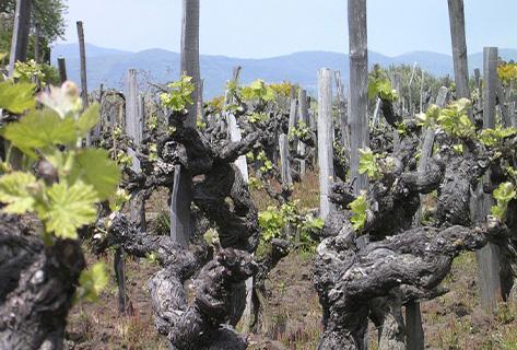 Azienda Agricola Pietro Caciorgna - 2