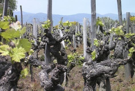 Azienda Agricola Pietro Caciorgna - 2