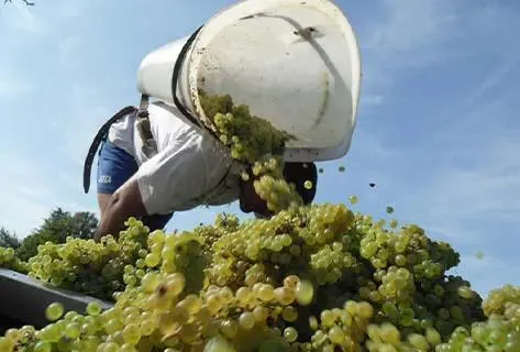 Dominique Cornin - 4