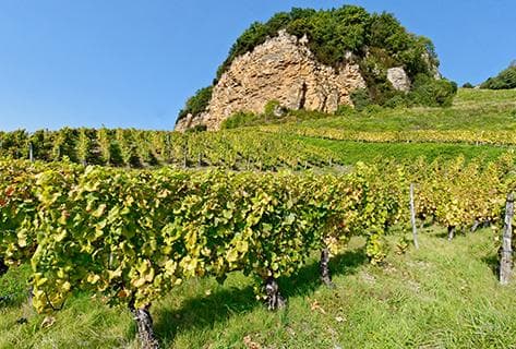 Domaine des Marnes Blanches - 4