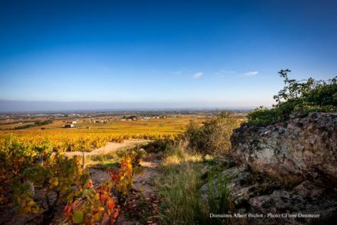 Domaine de Rochegrès - Albert Bichot - 4