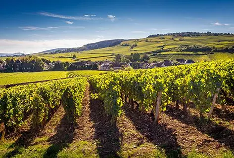 Les Vins de Belema - 3