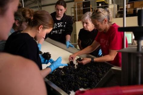 Burn Cottage Vineyard - 4