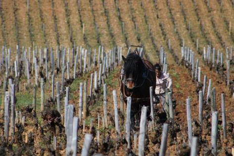 Photo of partner producer Château de Marsannay