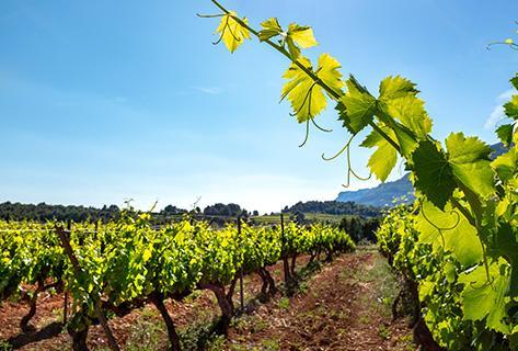 Clos Durandière - 3