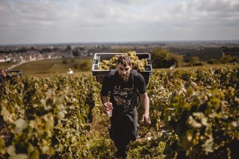Domaine Rougeot - 1