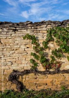 Photo of partner producer Domaine Adélie - Albert Bichot