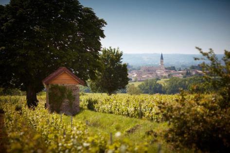 Labruyere (Domaine) - 2