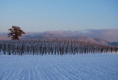 Azienda Agricola Pietro Caciorgna - 3