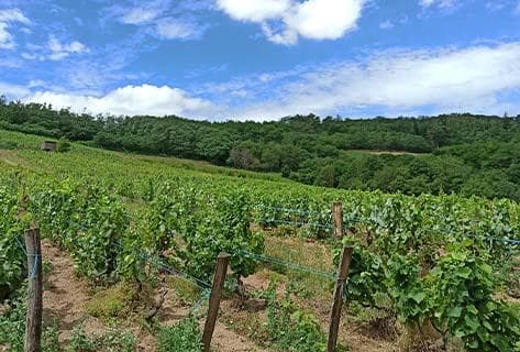 Foto della tenuta - Thillardon