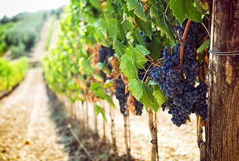 Les Vins de Belema - 4