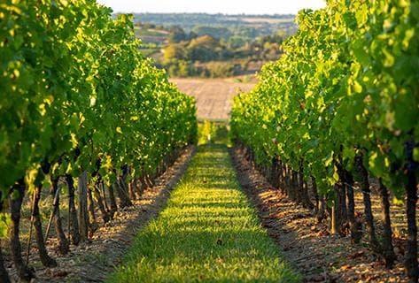 Foto della tenuta - Les Vins de Belema