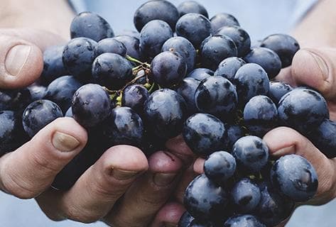 Terra Vita Vinum - 4