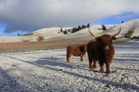 Burn Cottage Vineyard - 3