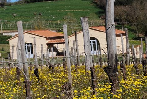 Azienda Agricola Pietro Caciorgna - 4