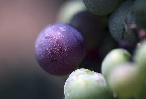 Foto della tenuta - Domaine Kuheiji