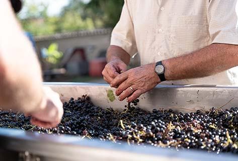 Domaine Les Garçons - 4